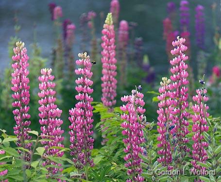 Lupine_11102.jpg - Photographed at Almonte, Ontario, Canada.
